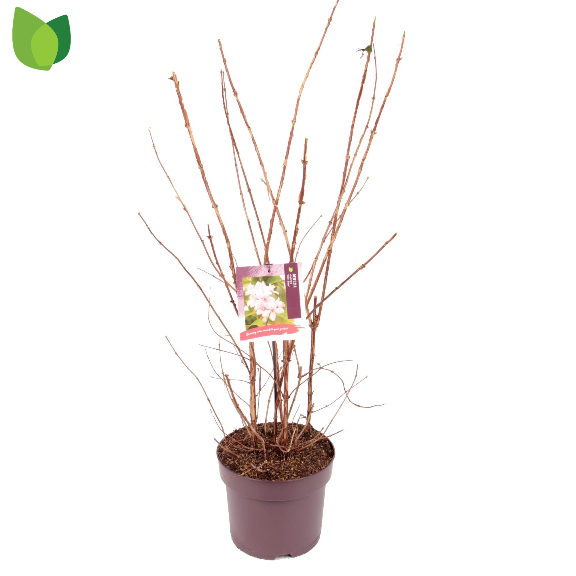 Deutzia hybrida 'Mont Rose' C7,5/P26, D 26
