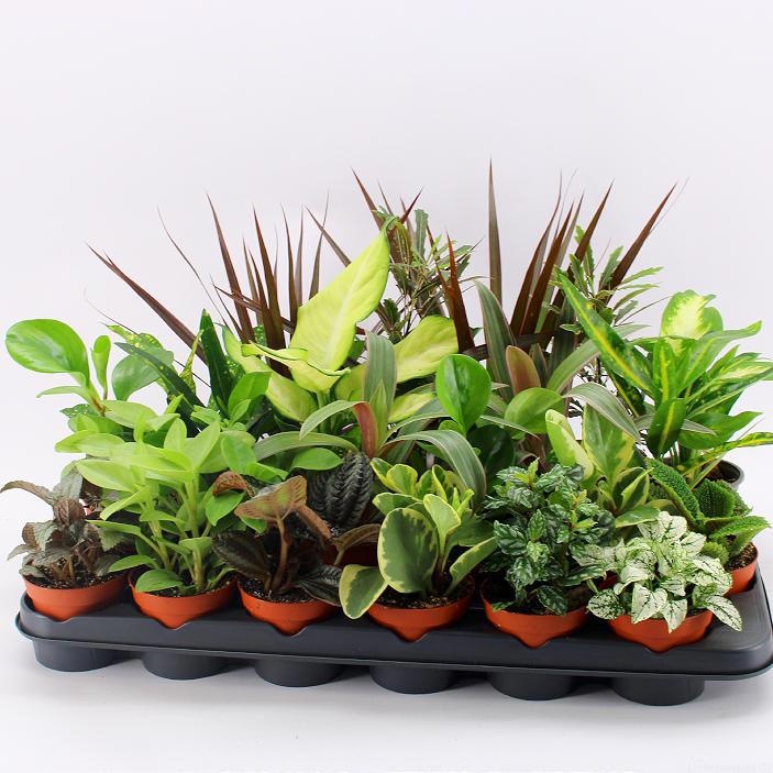 Z-18 UK Mixplanten, D 9