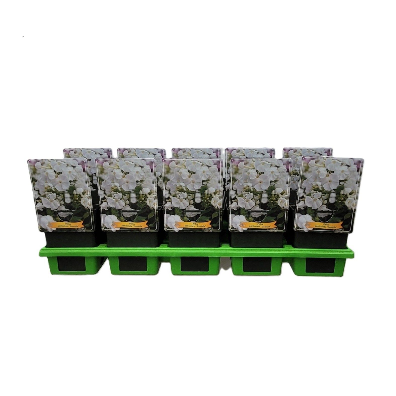 Phlox Paniculata 'Danielle' P11, D 11