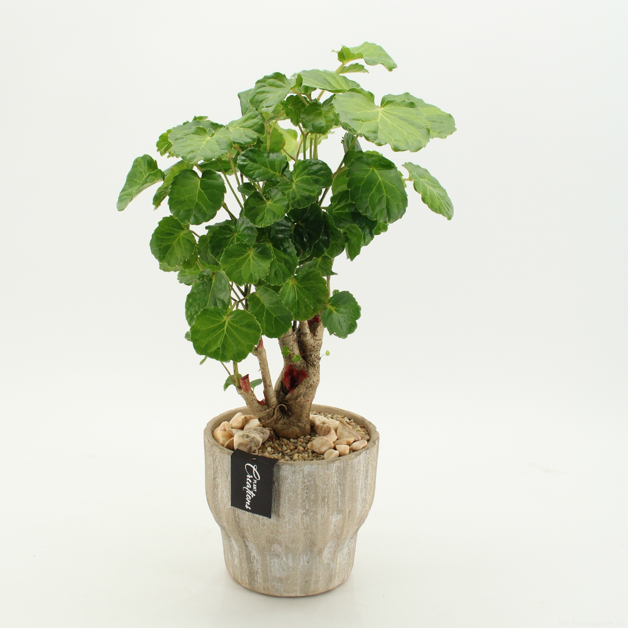 GRCR-2648 Green Essentials, D 16