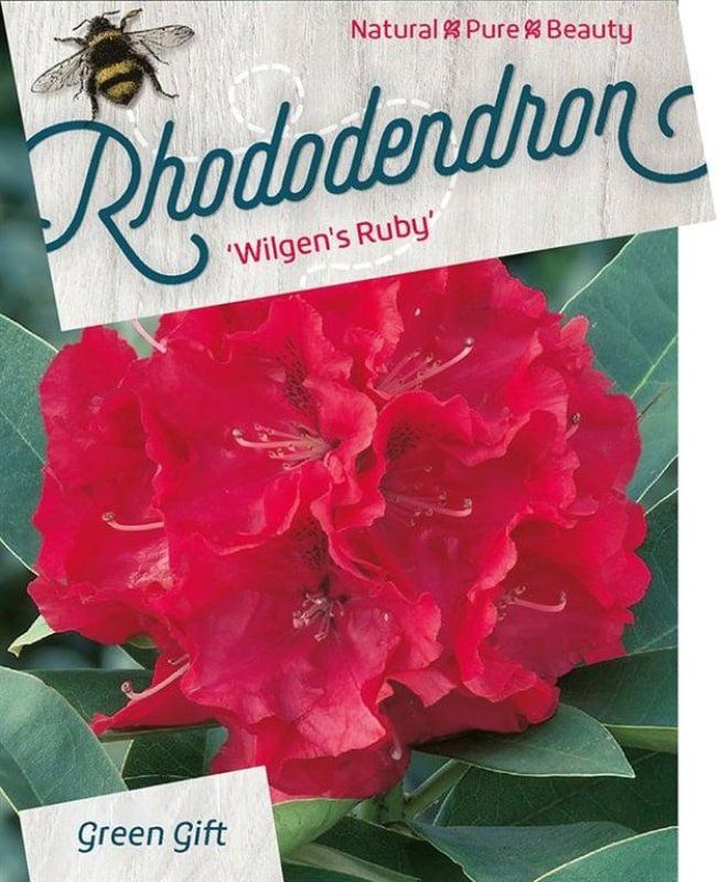 Rhododendron 'Wilgen's Ruby', D 48