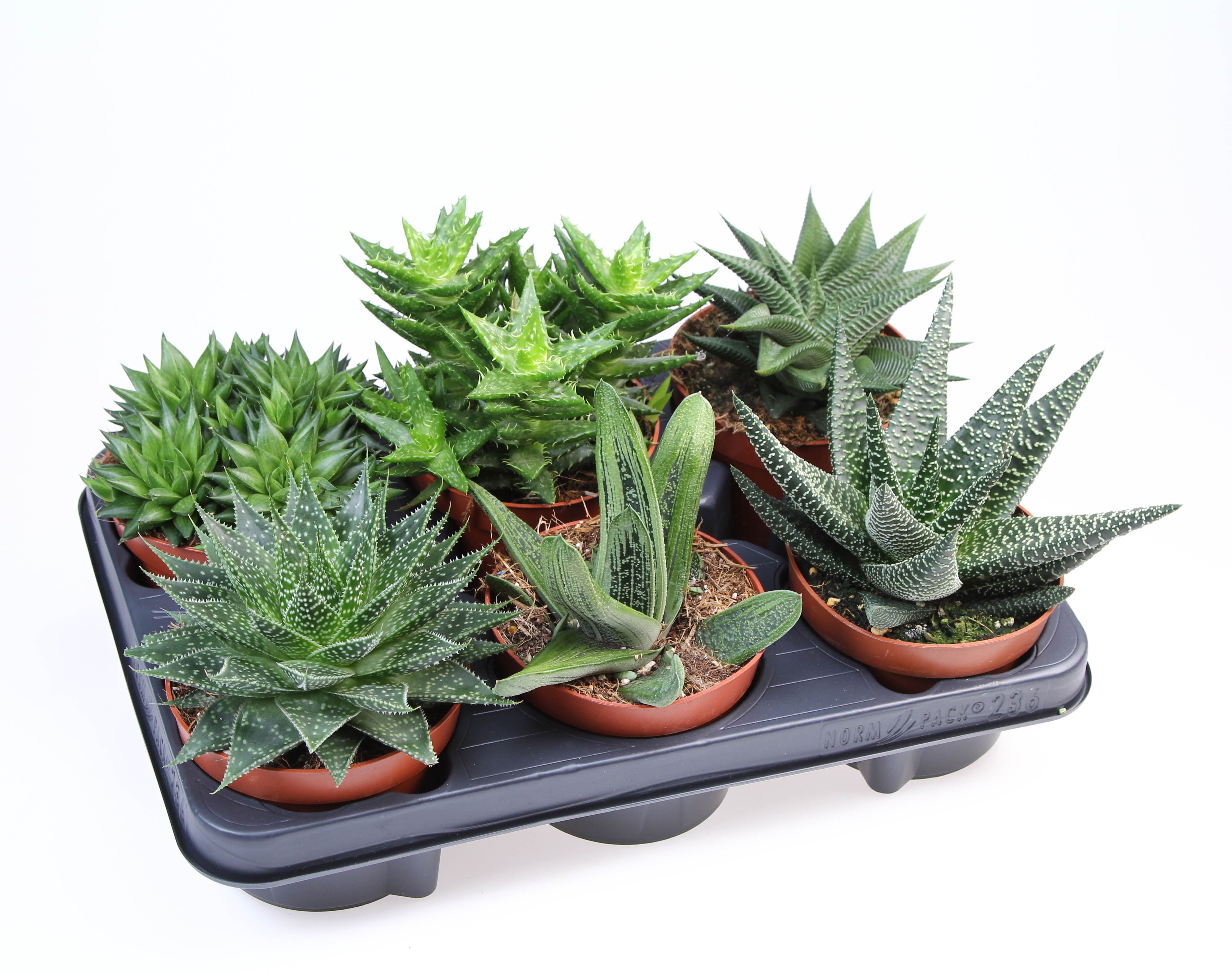 Aloe/haworthia mix, D 12