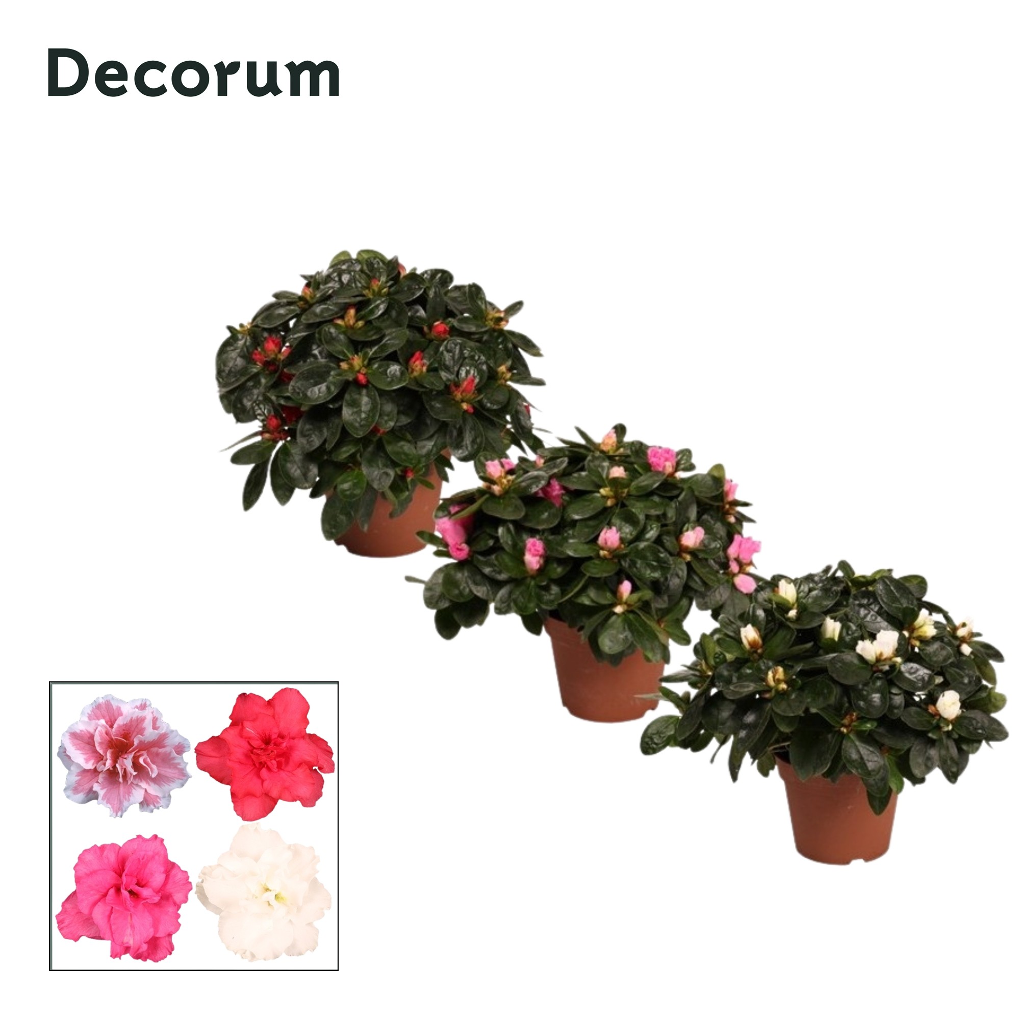 Azalea 'gemengd' 22 - 25 cm Decorum, D 12