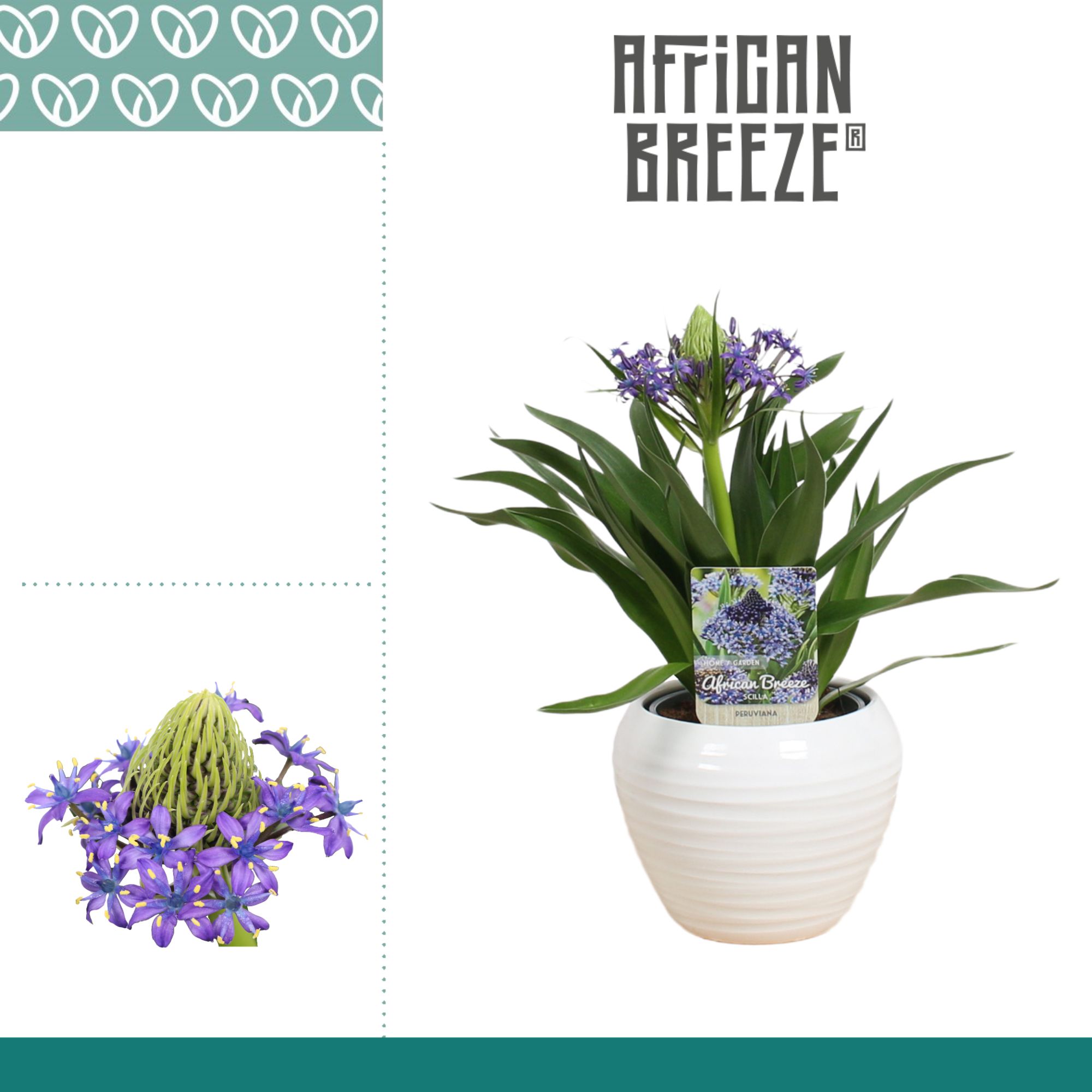 Scilla Peruviana in Ompot Melanie, D 12