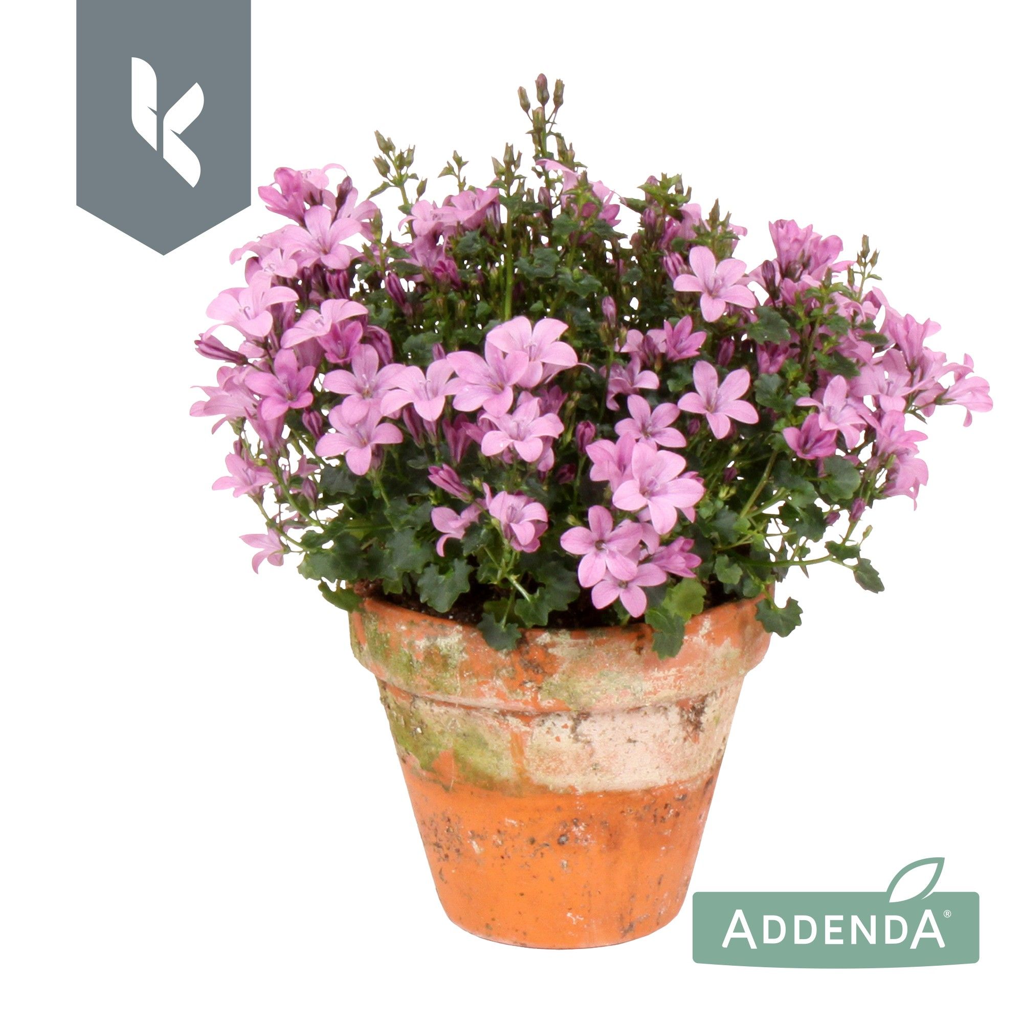 Campanula Ambella Pink in terracotta, D 10,5
