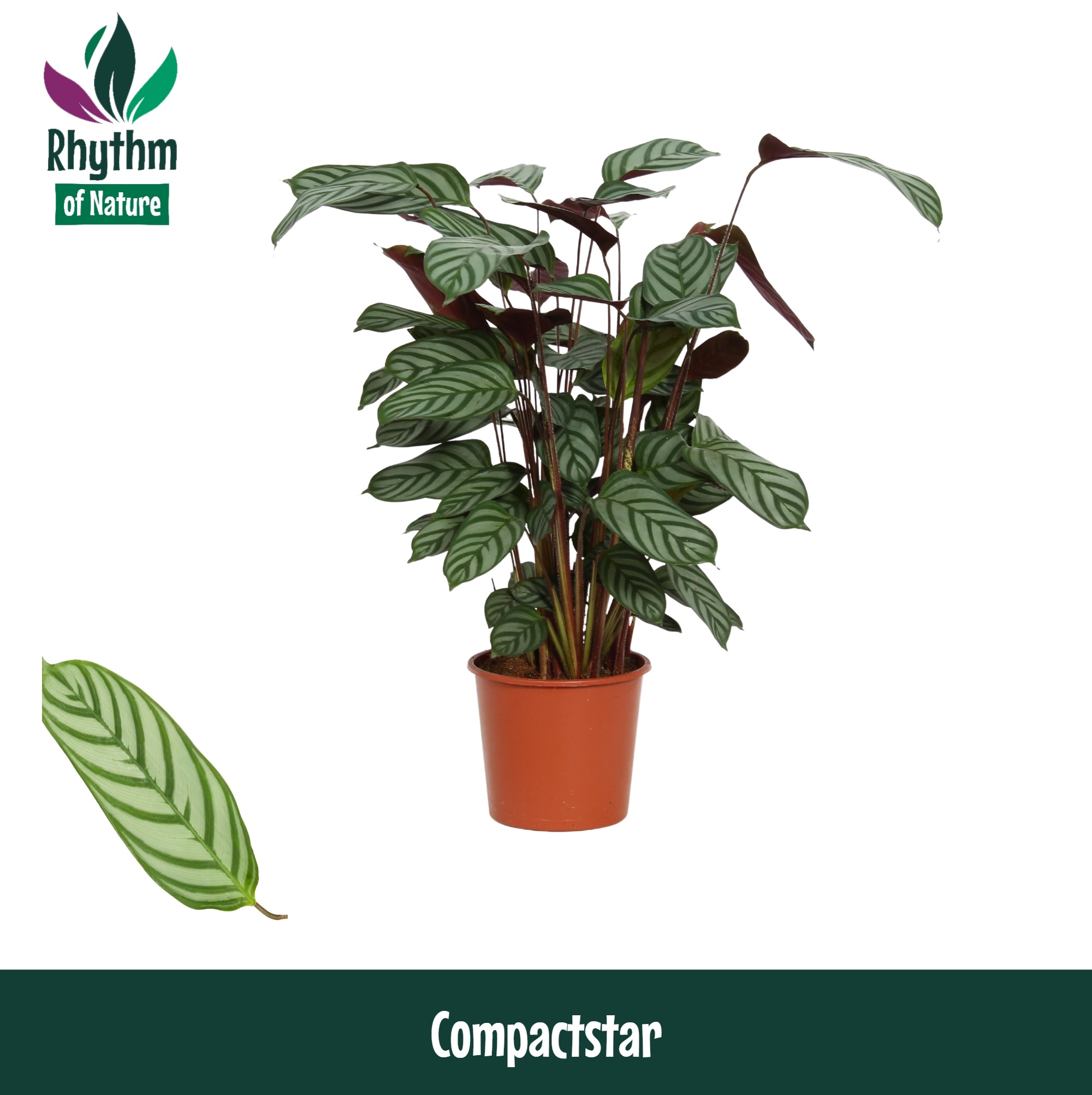 Calathea 19cm Compactstar - Rhythm of Nature (Ctenanhte), D 19