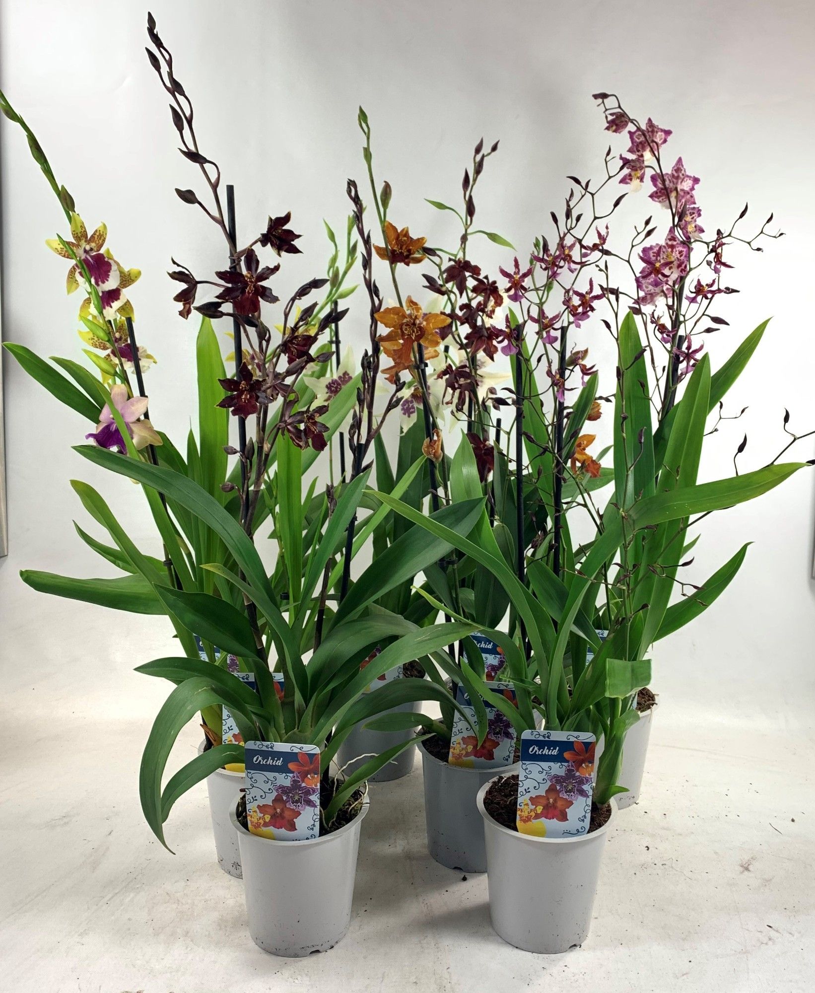 Cambria Mix lang 2-tak, D 12