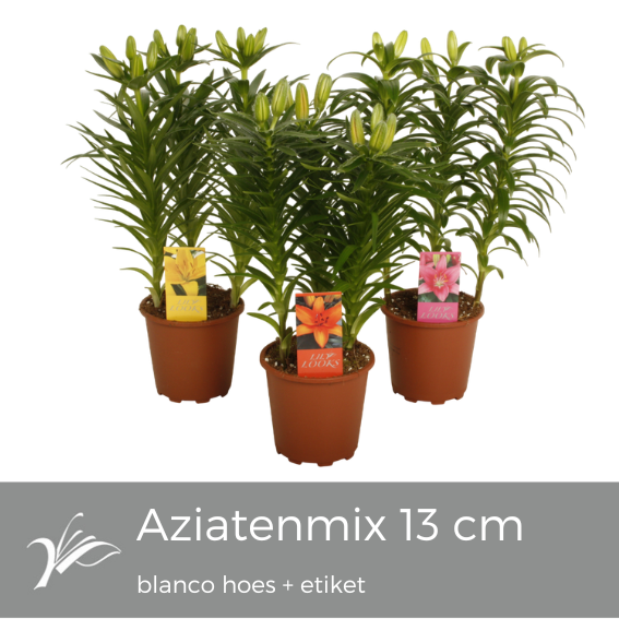 Lilium Tiny mix blanco hoes+etiket (az. lelie), D 13