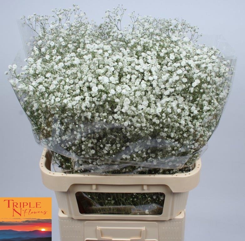 Гипсофила Экселенс 80 (бел.), шт.