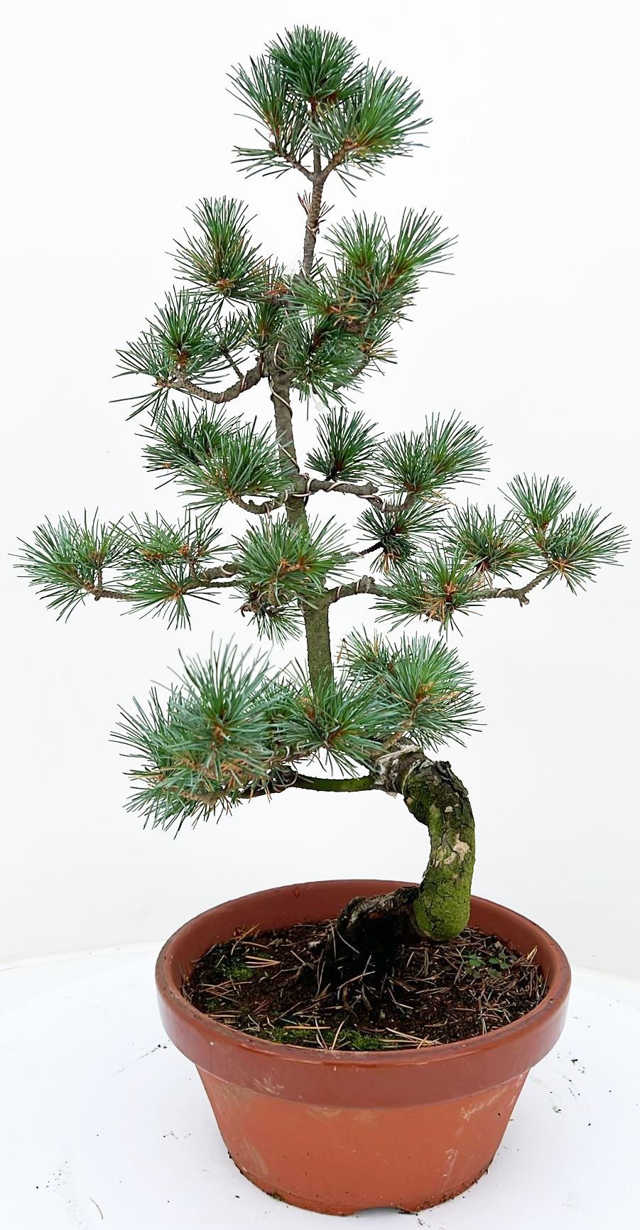 pinus pentaphylla parviflora, D 22