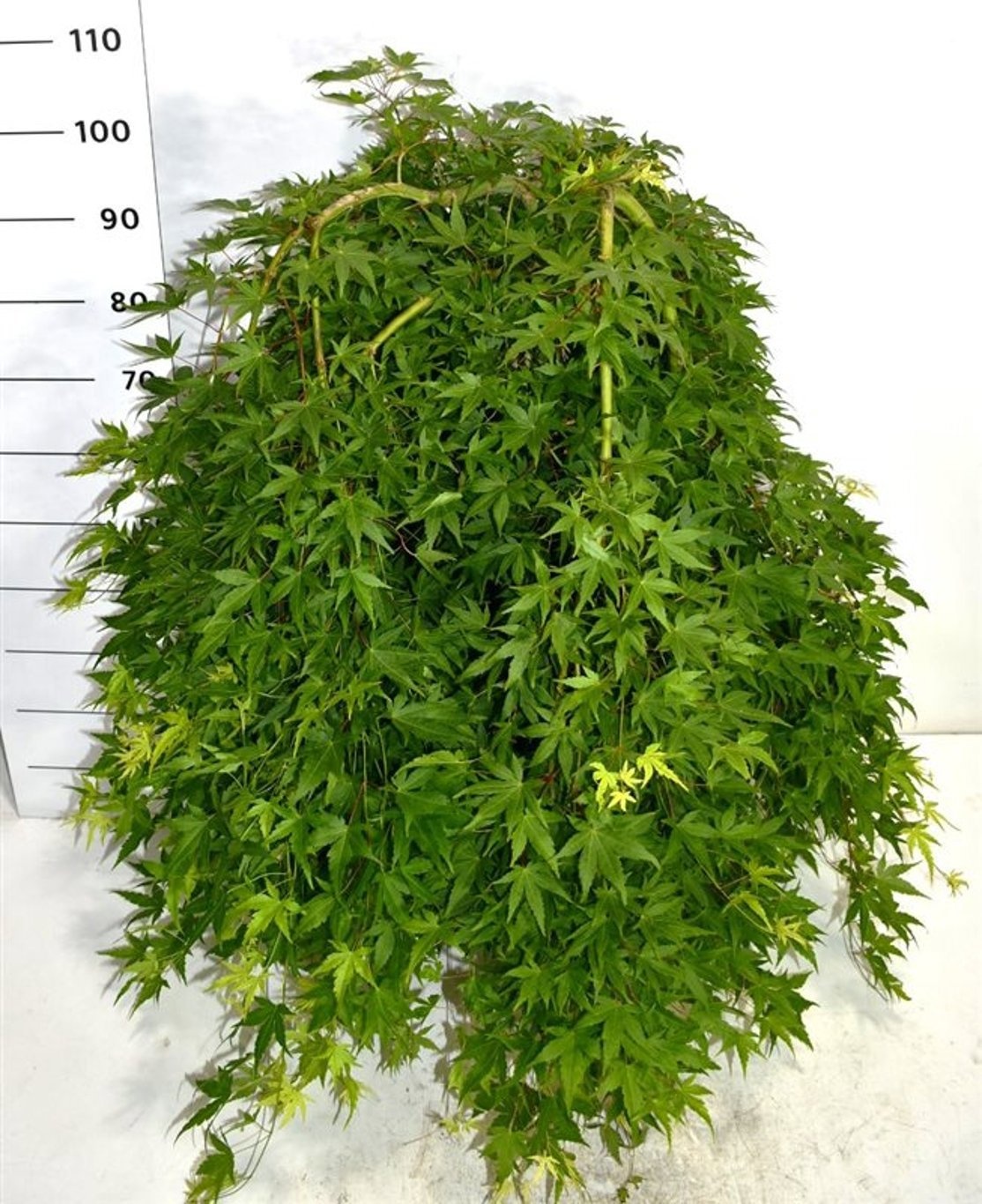 Acer pal. 'Ryusen', D 40