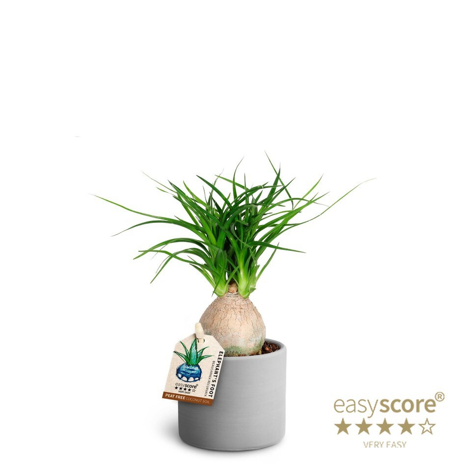 Raw Grey, Beaucarnea, D 7