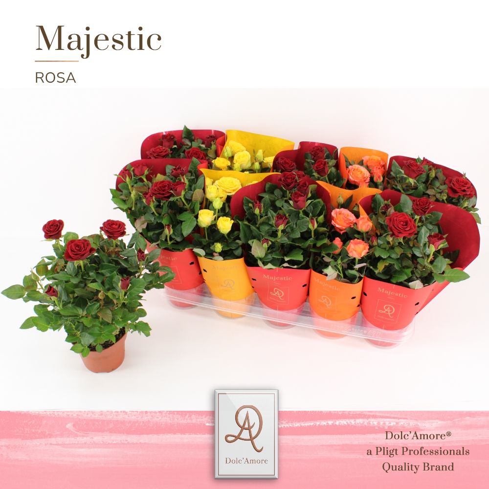 Potroos Toscane Mix P12 Dolc'Amore Majestic, D 12