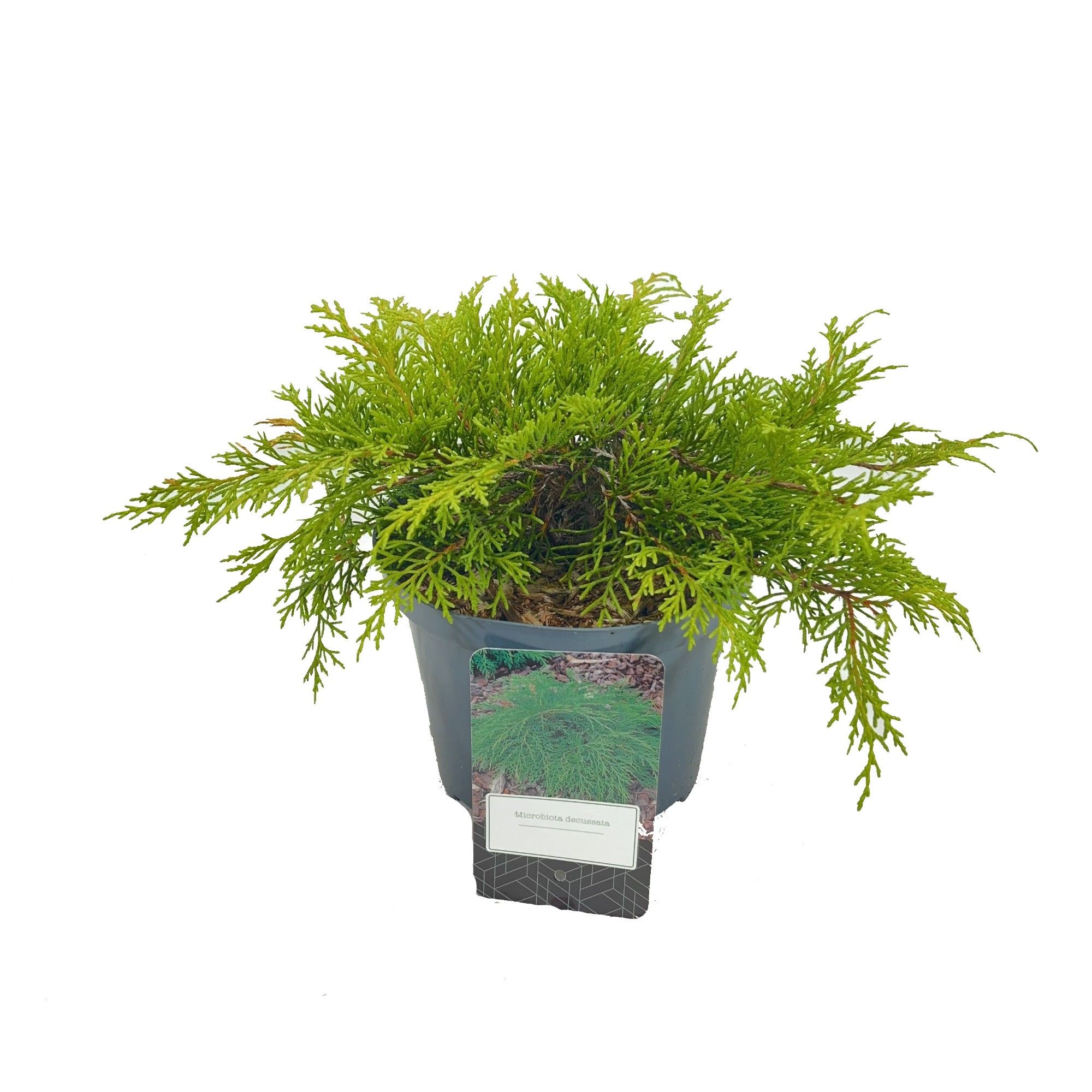 Microbiota decussata, D 18