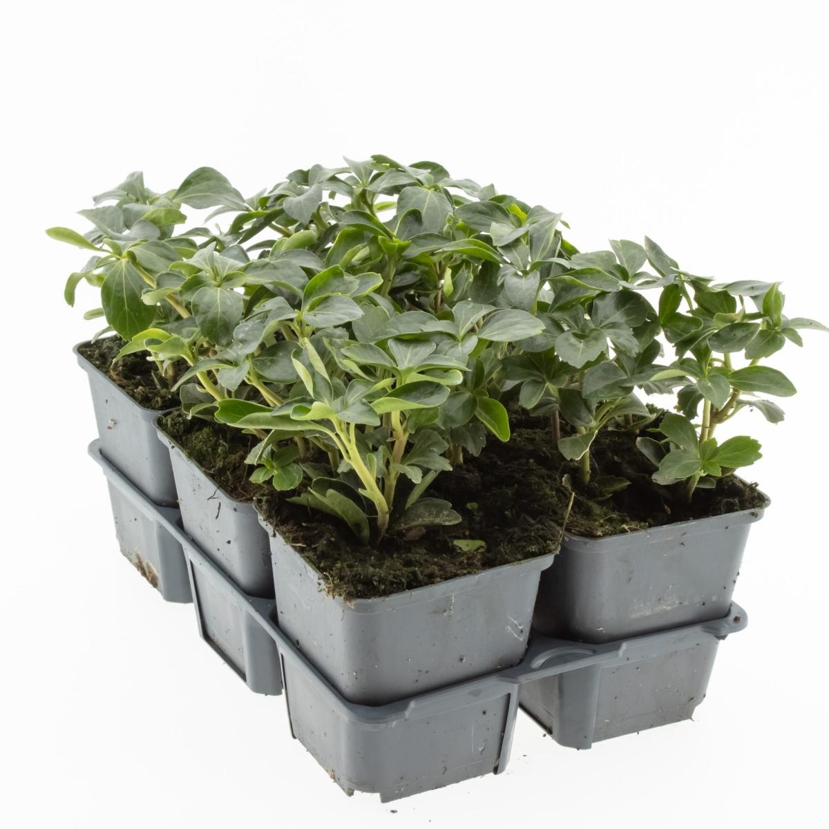 Pachysandra term. 'Green Sheen', D 9