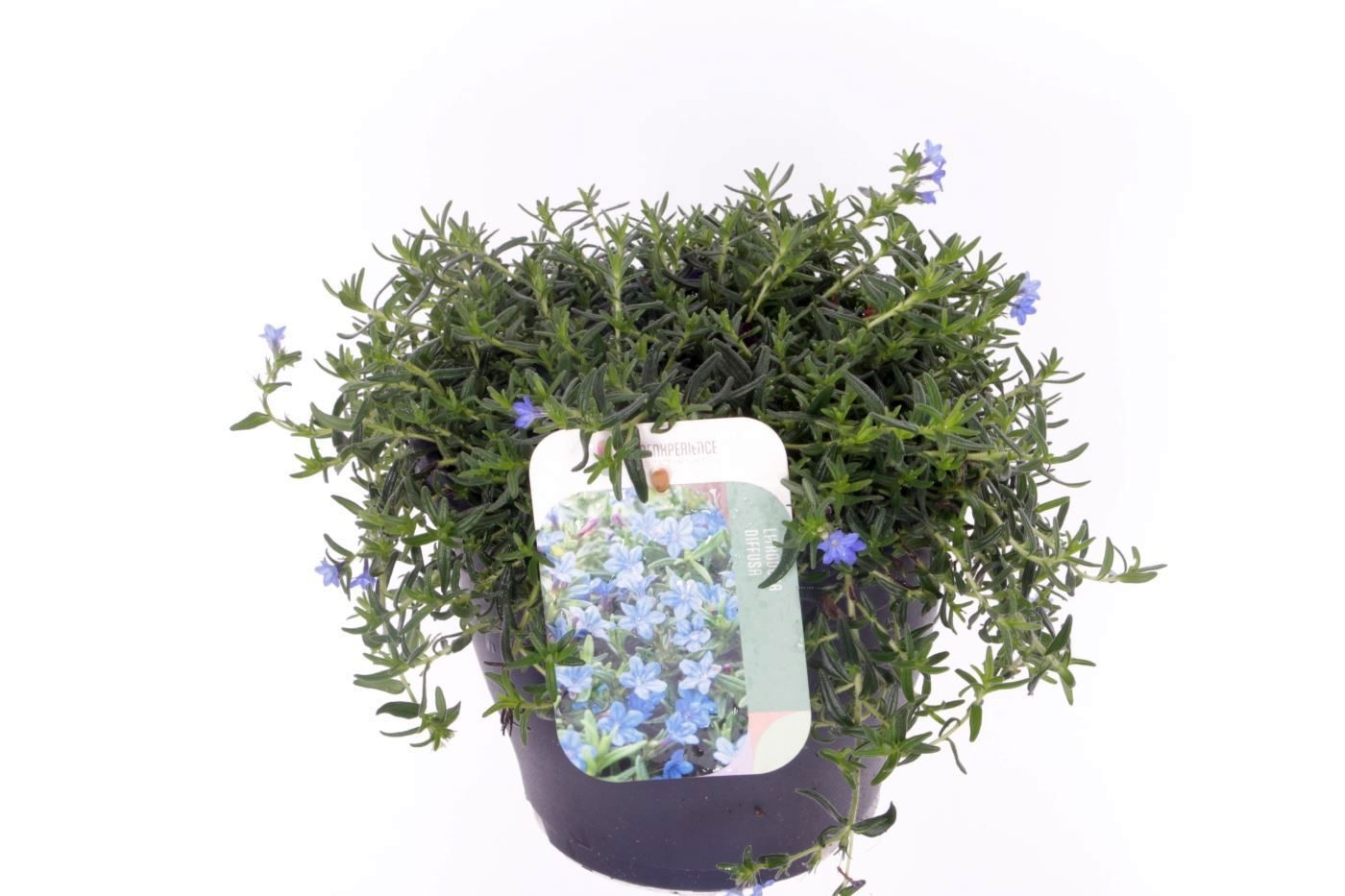 Lithodora diffusa Grace Ward, D 23