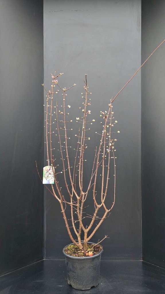 Viburnum bodnantense Dawn, D 29