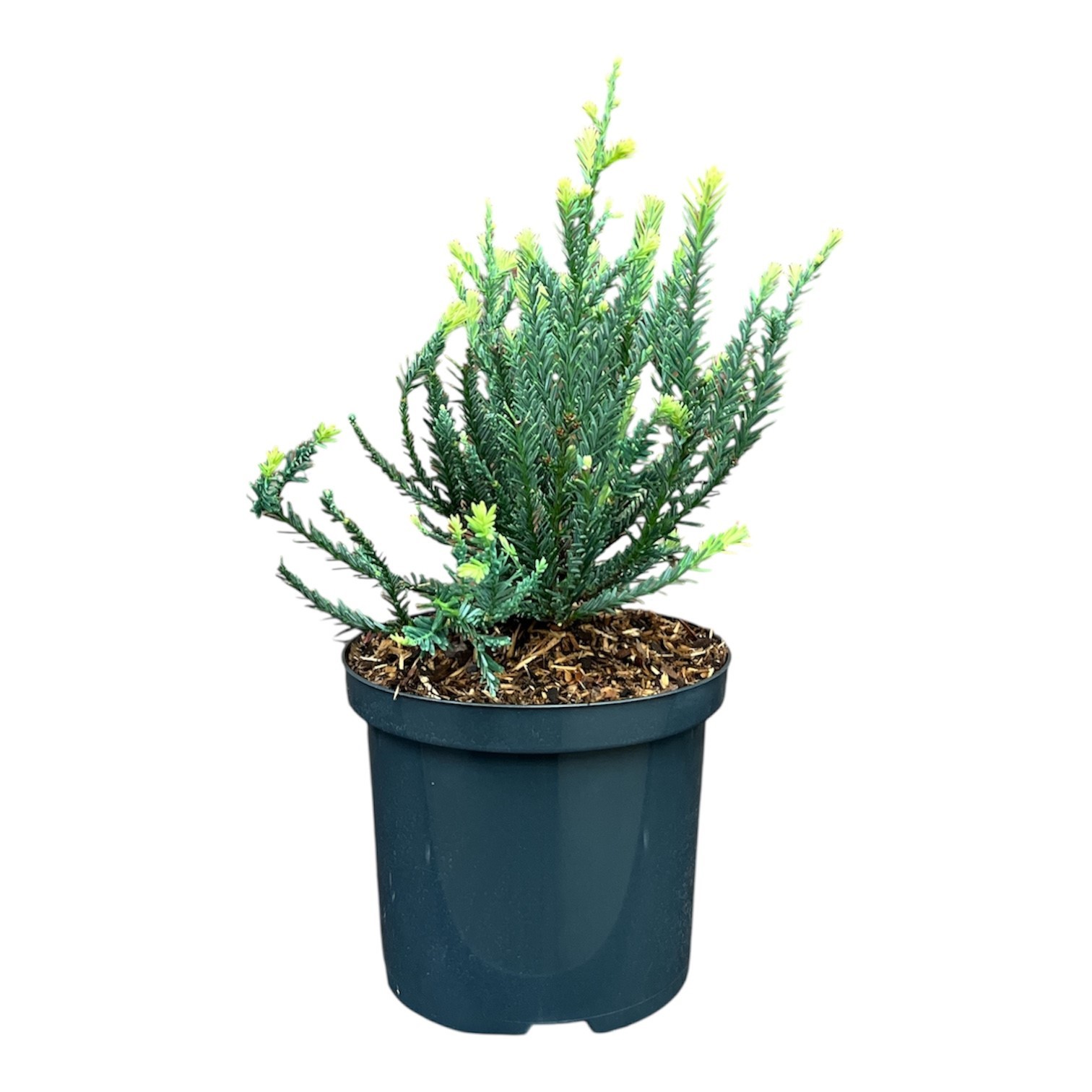 Sequoia s. 'Adpressa', D 18