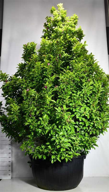 Magnolia 'Susan', D 110