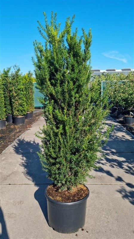 Taxus media 'Hillii', D 50