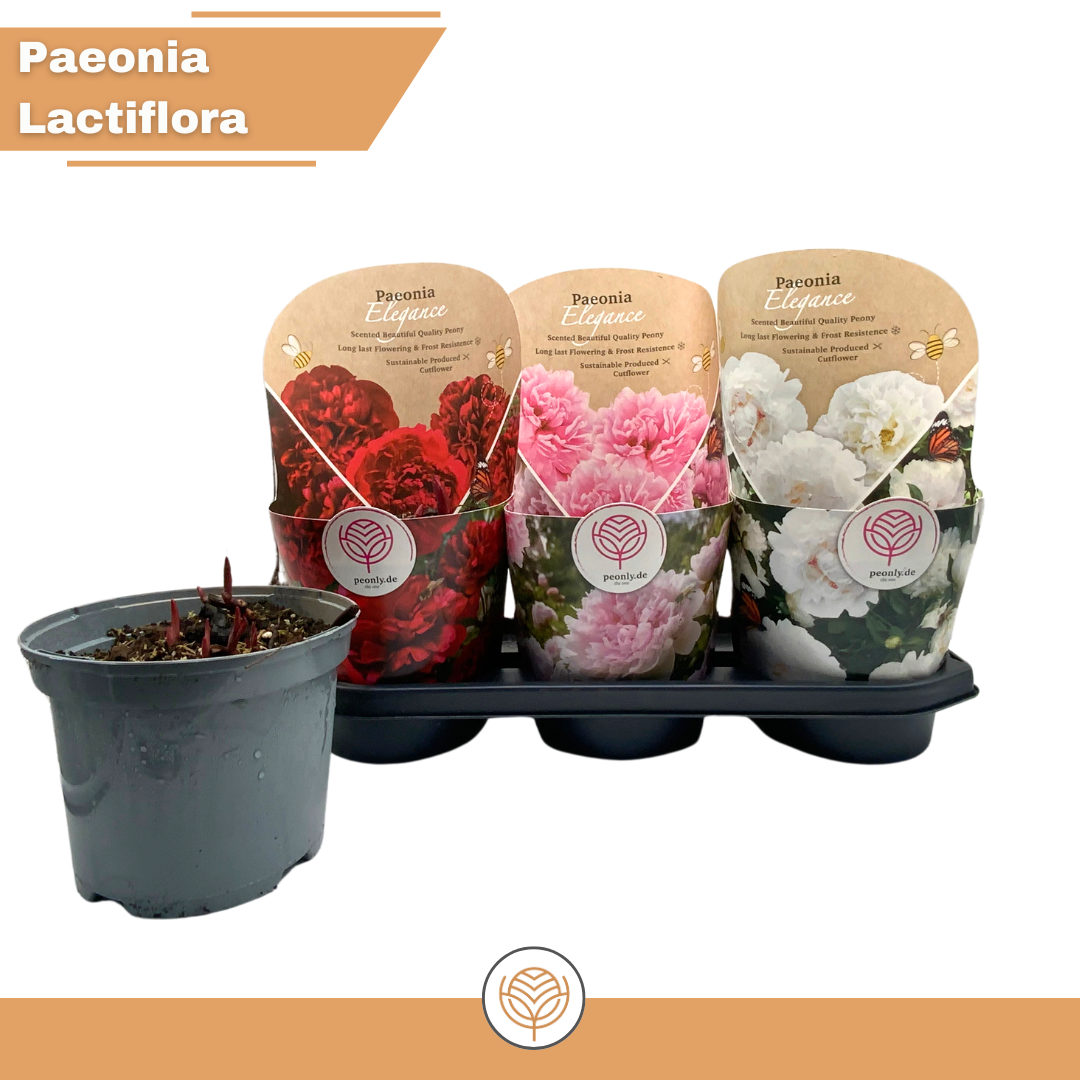 Paeonia lactiflora Mix red/white/pink, D 19
