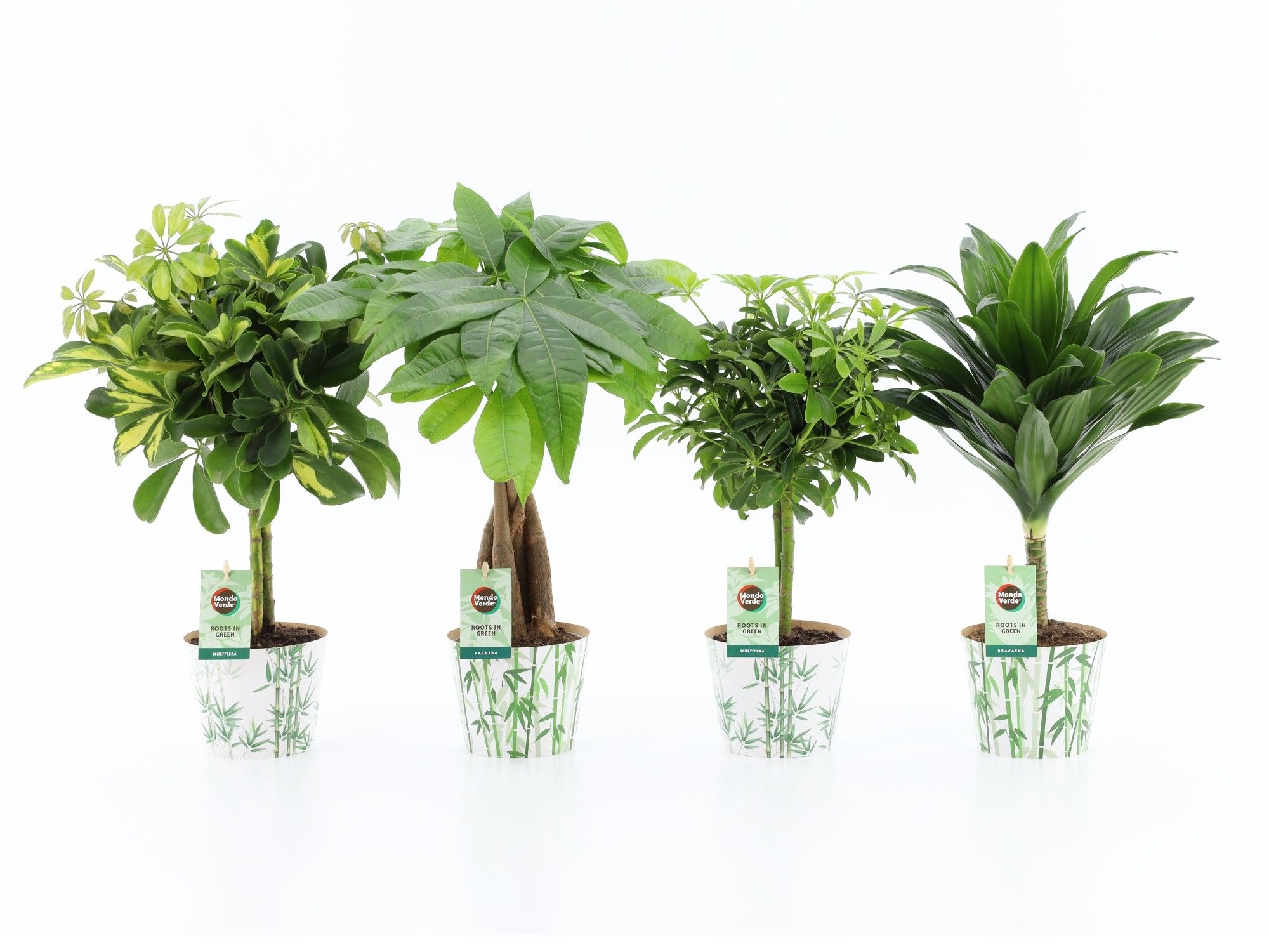 Stammenmix 12cm in Potcover Bamboo, D 12