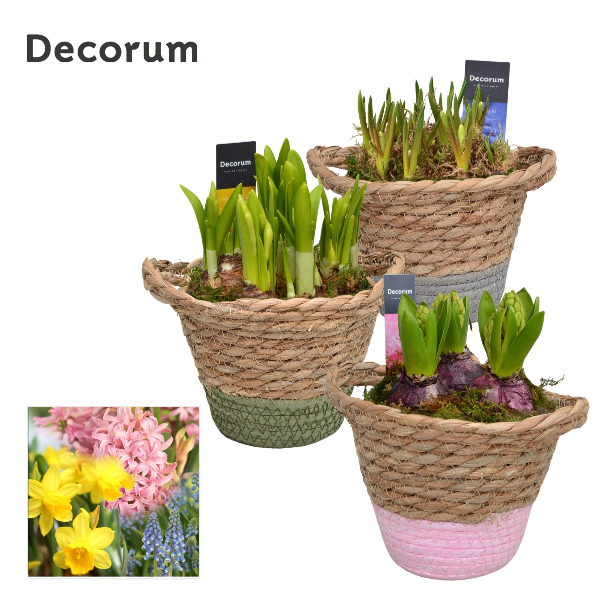 Bollenmix Basket Colour HL14863B, D 13