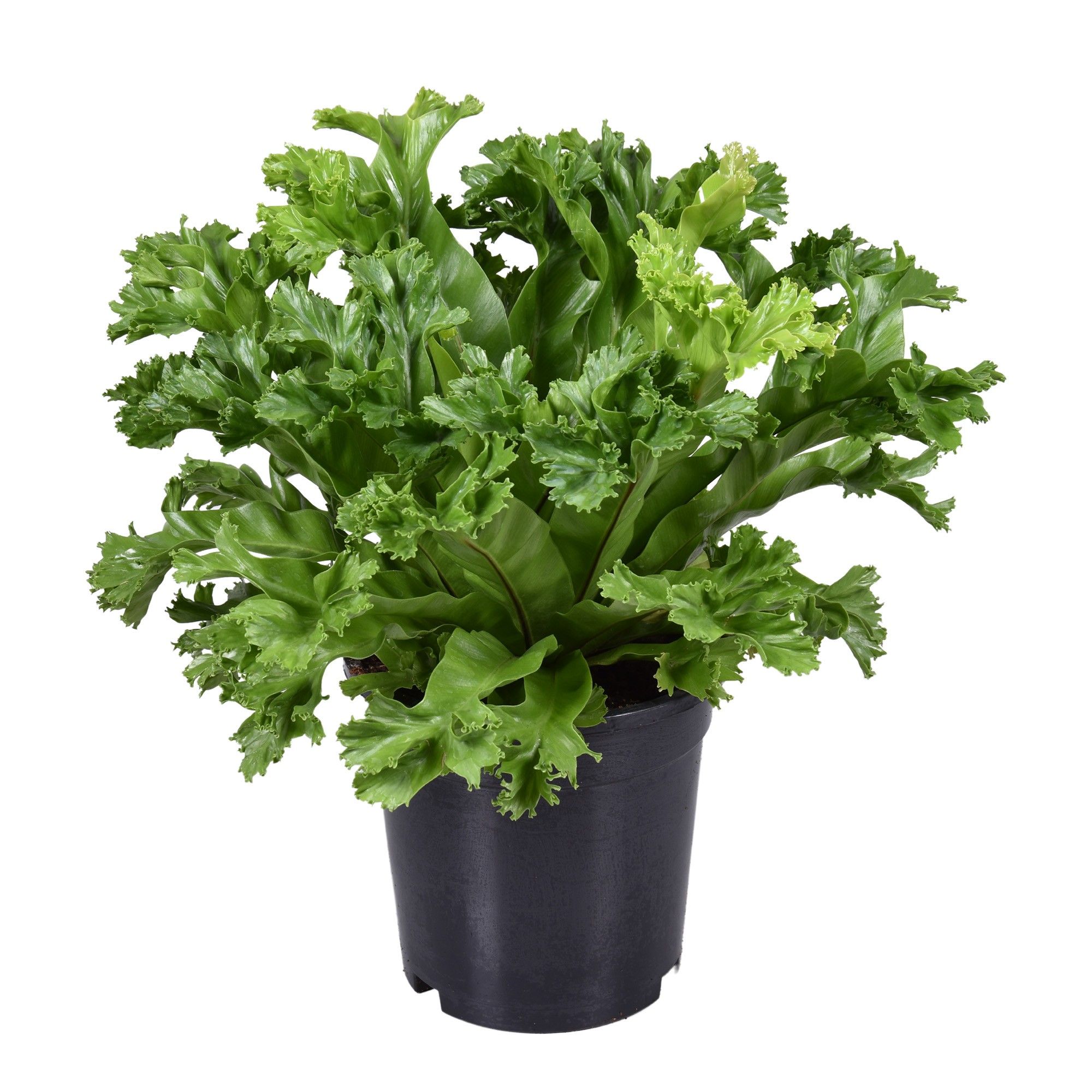 Asplenium Lesly, D 17