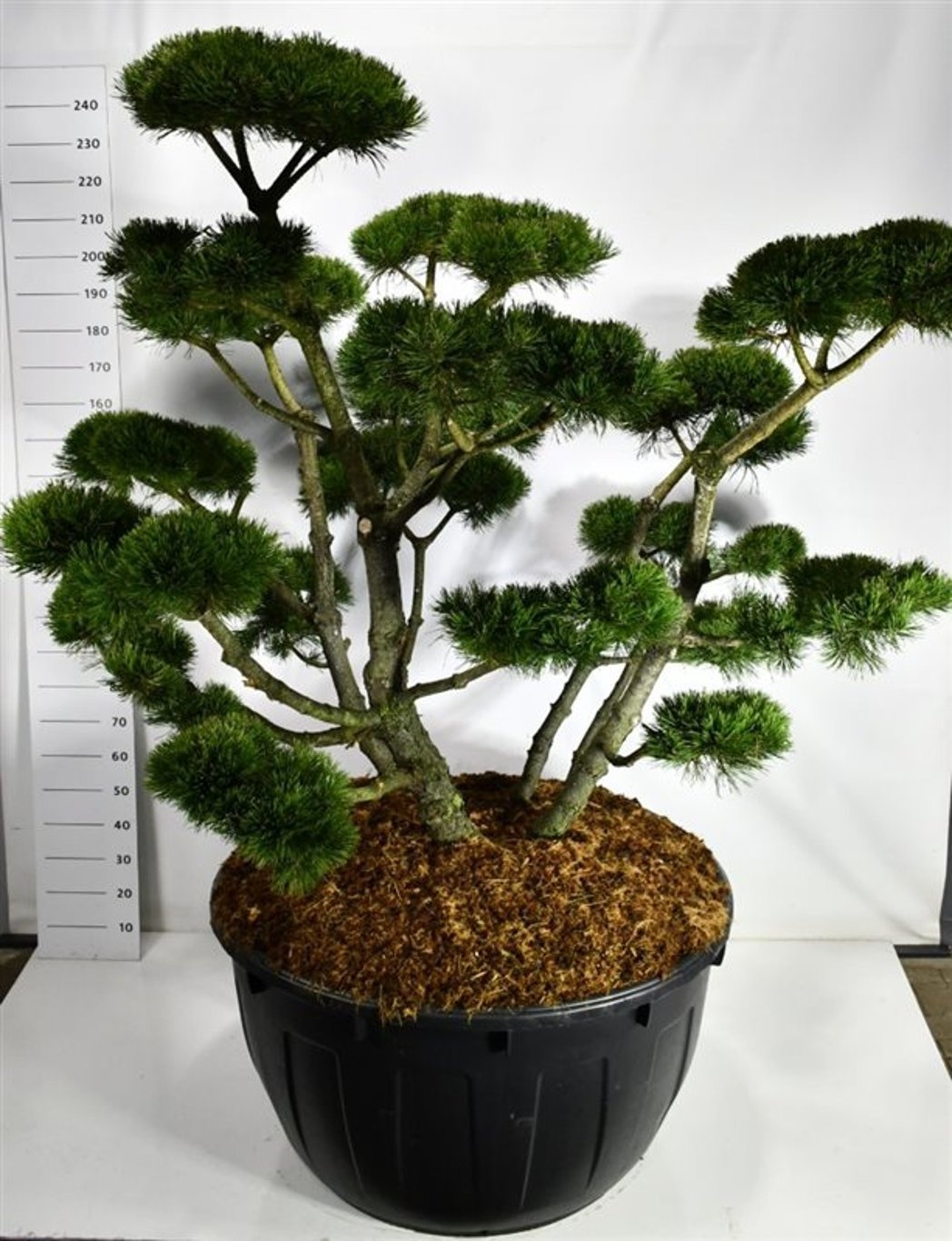 Pinus mugo 'Gnom', D 110