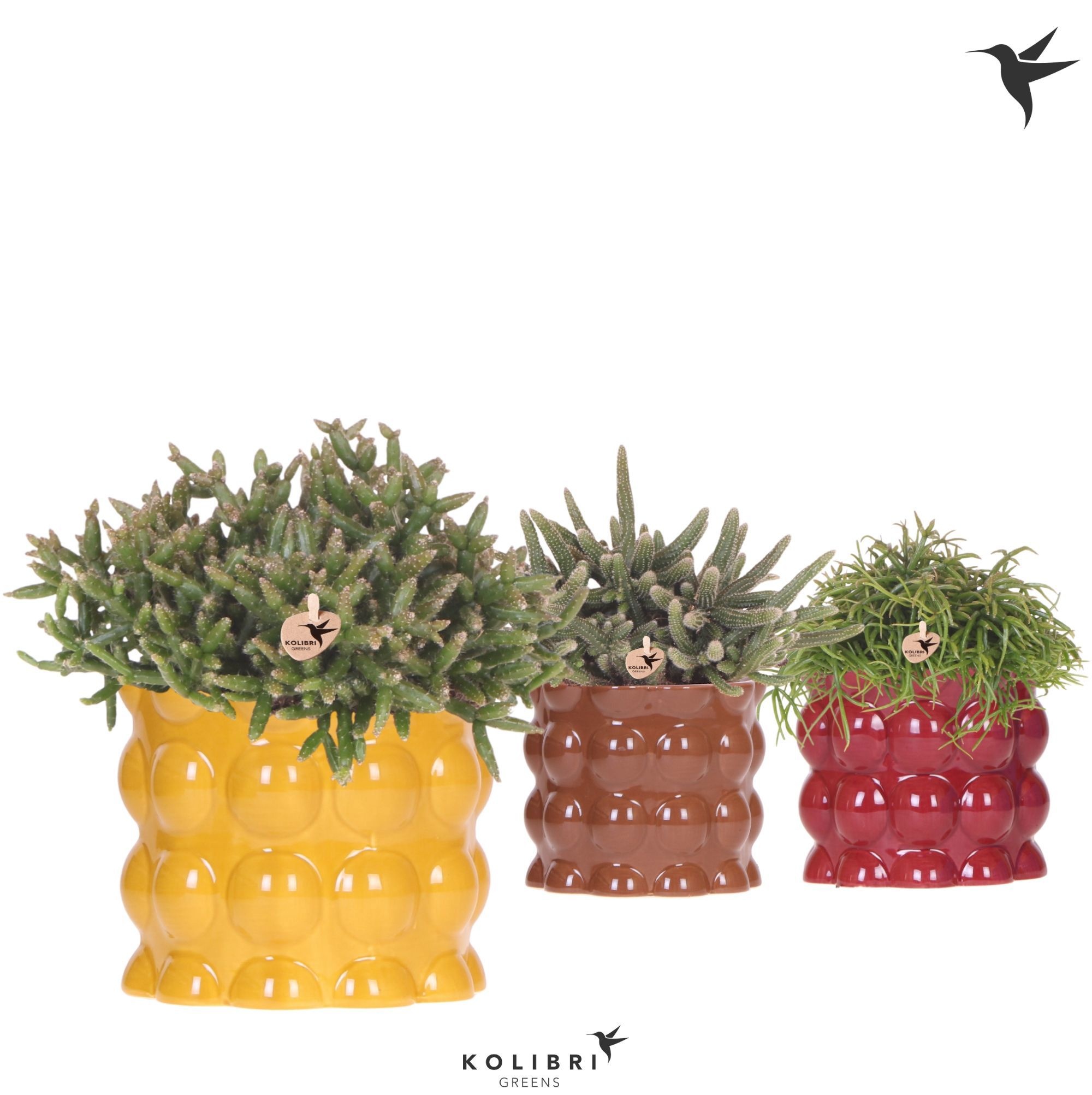Kolibri Greens Rhipsalis mix in Cotton pot yellow mix, D 12