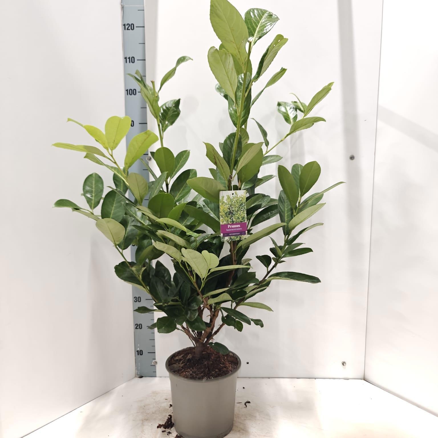 Prunus laur. 'Rotundifolia', D 23