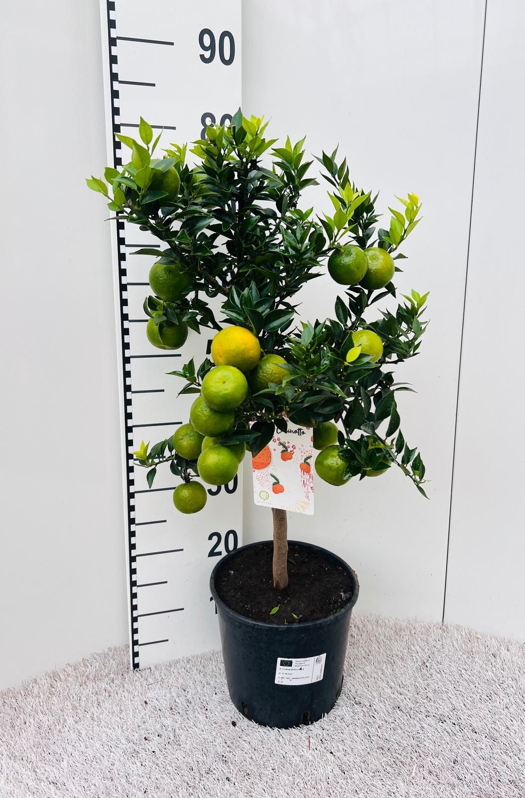 Citrus Chinotto Mandarin on stem, D 21