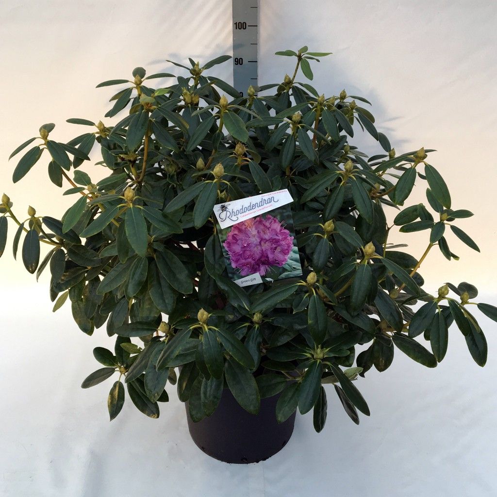 Rhodo. catawbiense 'Grandiflorum' purple, D 40