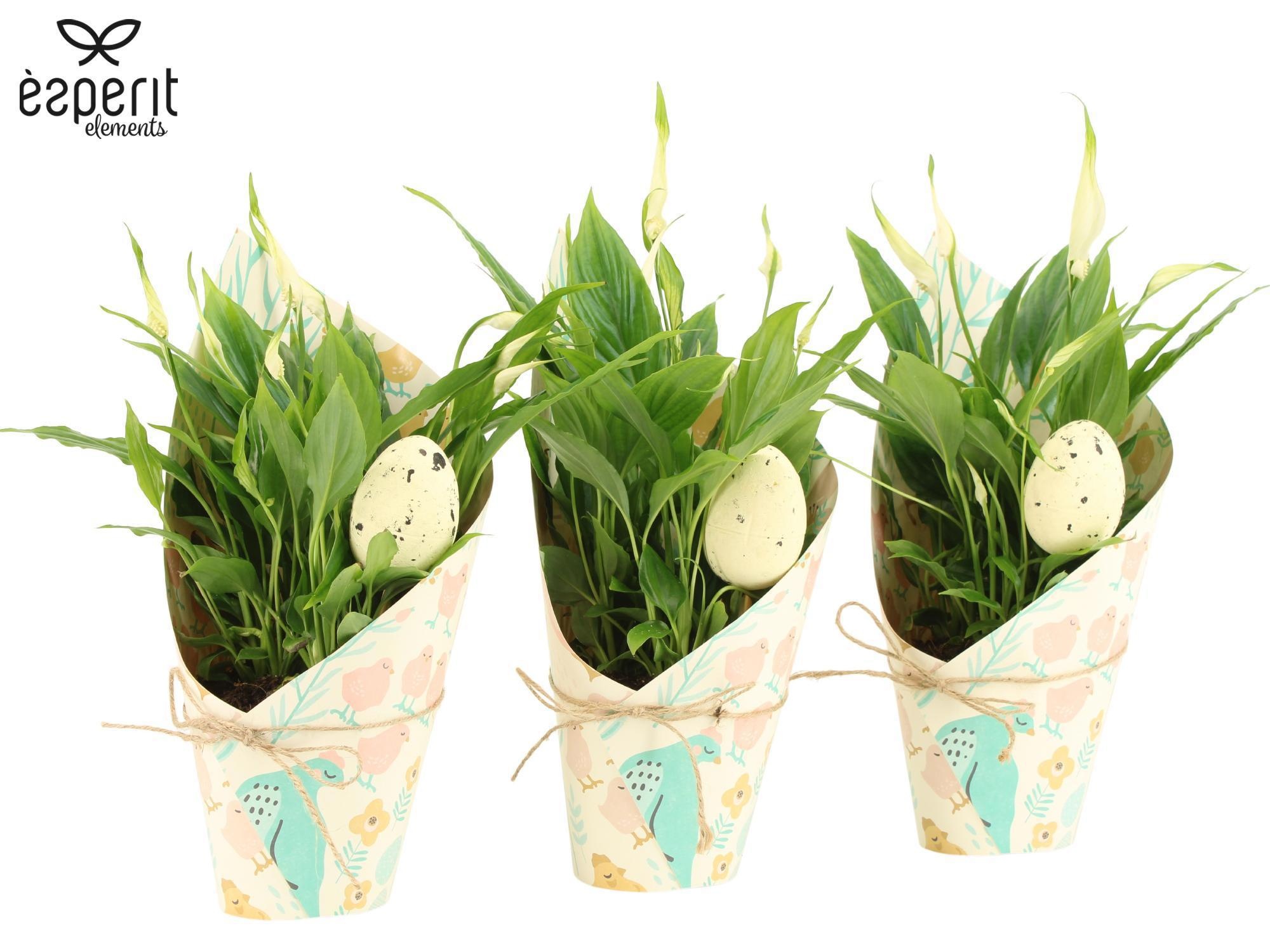 4501177: Solutionss Easter, D 10,5