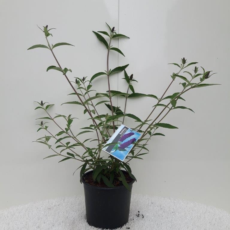 Buddleja dav. 'Black Knight', D 19
