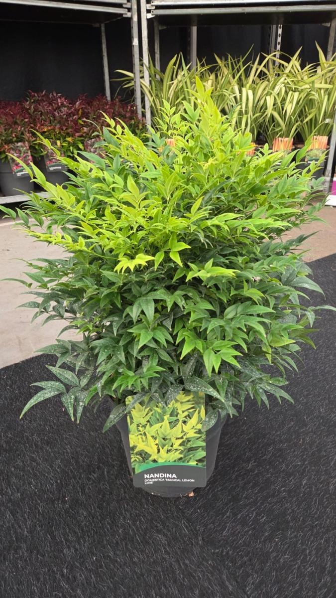 Nandina d. Magical Lemon & Lime, D 29