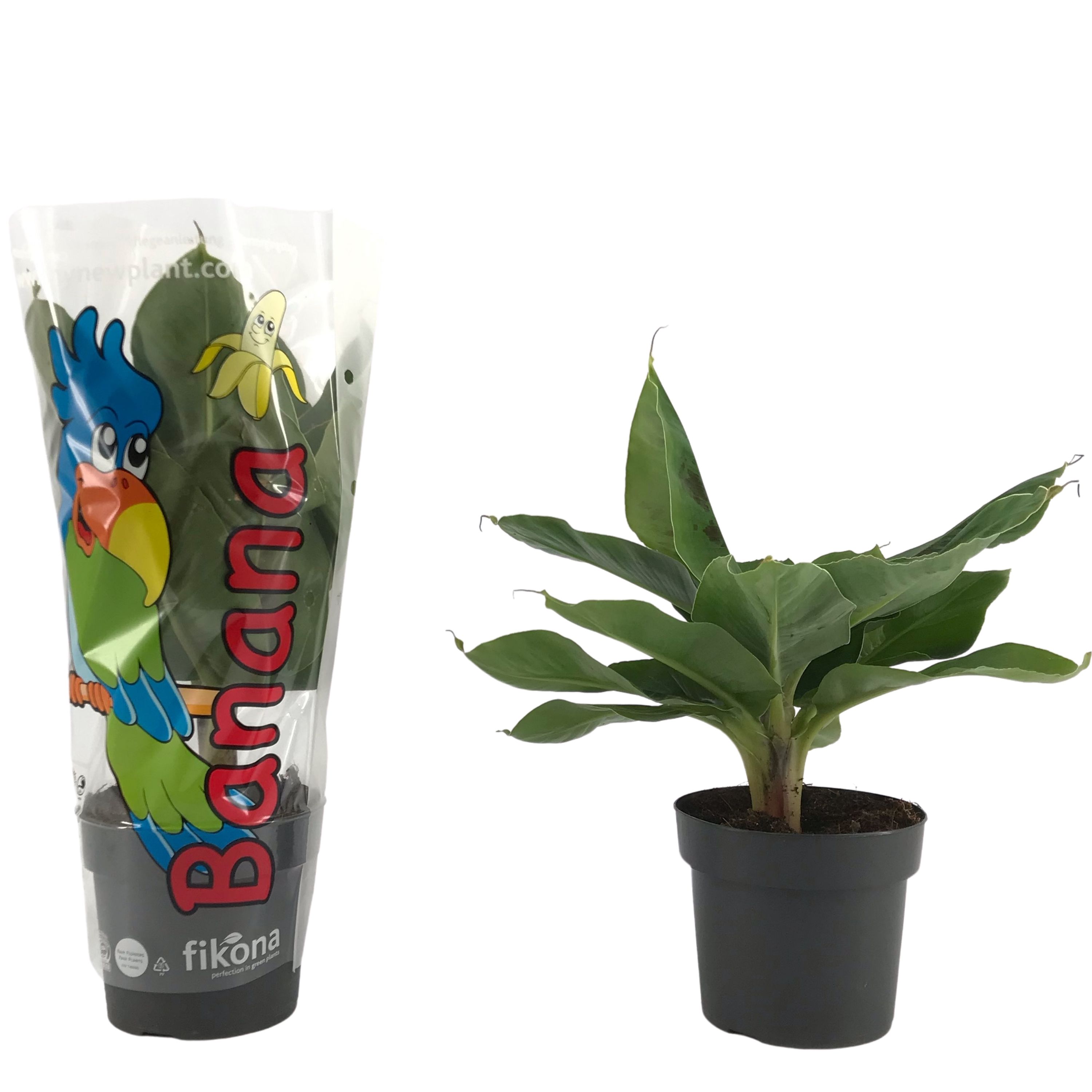 Musa Tropicana p17 sierhoes, D 17