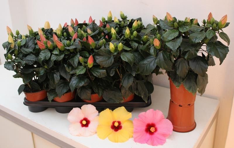 HIBISCUS ROSA SINENSIS 'HIBISQS LONGIFL.®', D 13