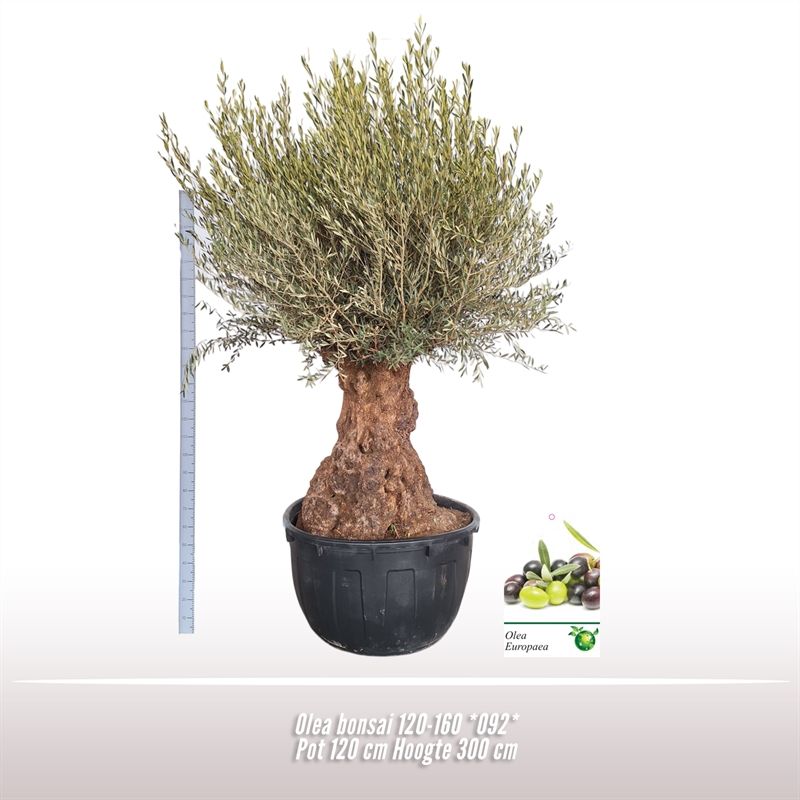 Olea *092* Bonsai 120-160, D 120
