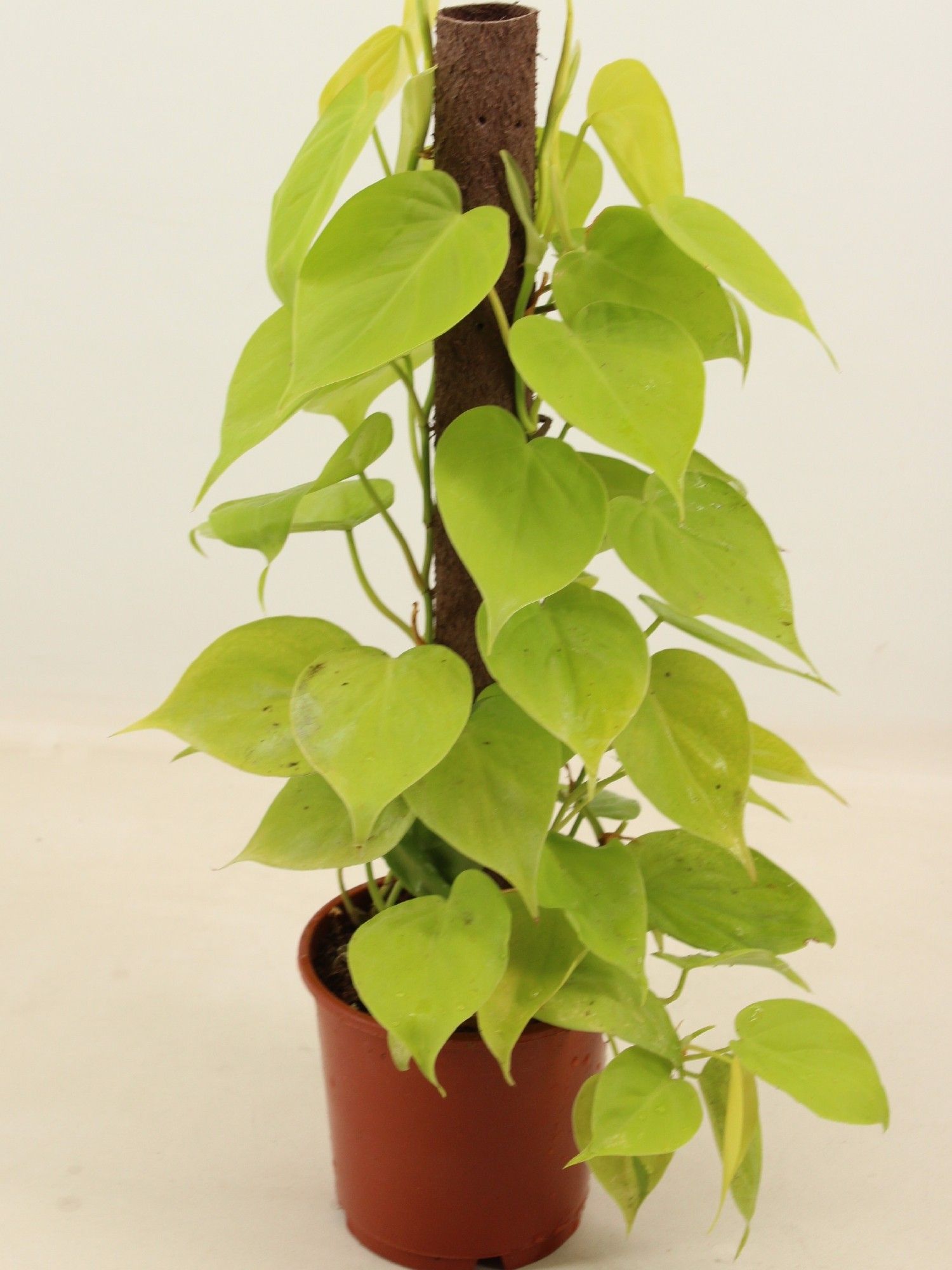 PHILODENDRON LIME kratiste klimstok 50CM, D 14