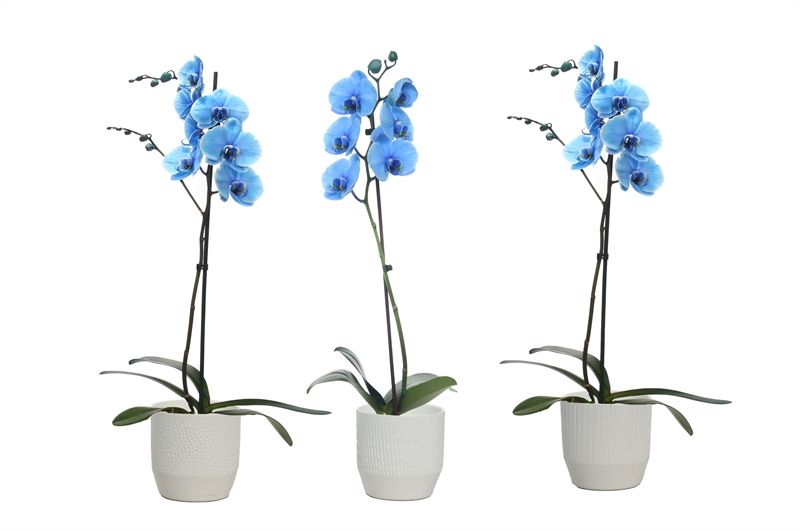 Tirza p12 vanille mix Phal I am Blue 1T09+, D 12