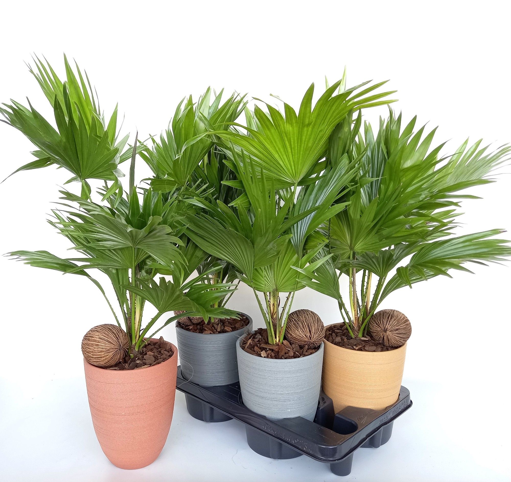 Livistona 830 voorjaarmix, D 14