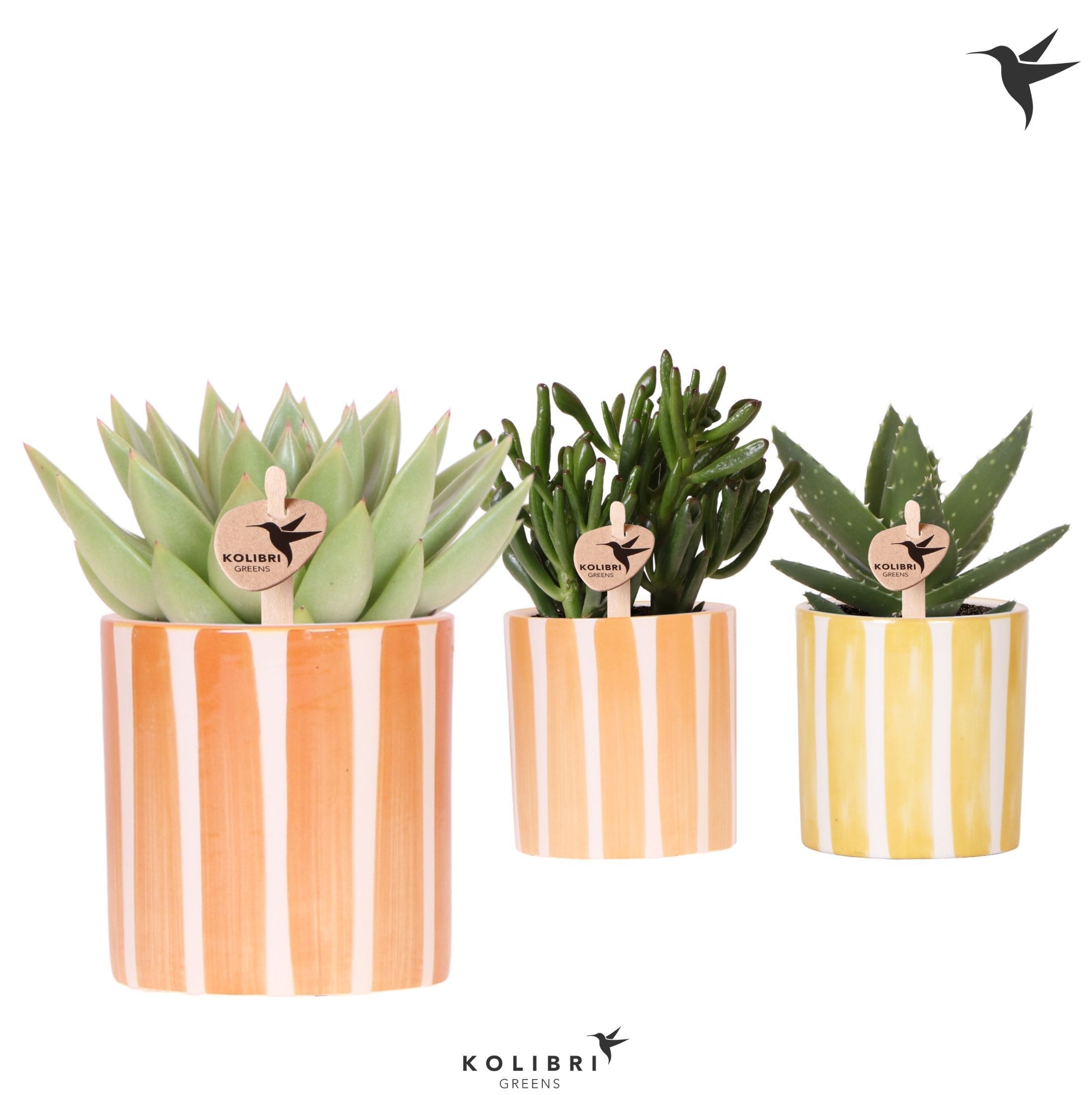 Kolibri Greens Succulenten mix in Painted Stripe pot yellow mix, D 9