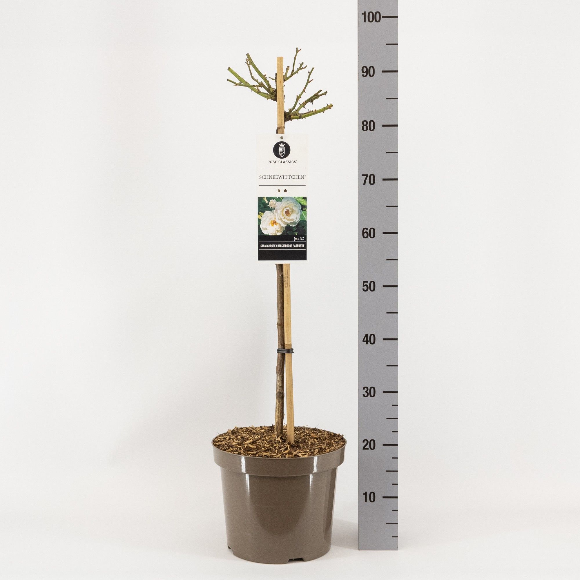 Rosa (H) Schneewittchen ®, stam 70, C7.5, D 26