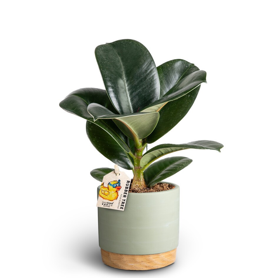 Woodbase Green, Ficus elastica ´Sofia´, D 10