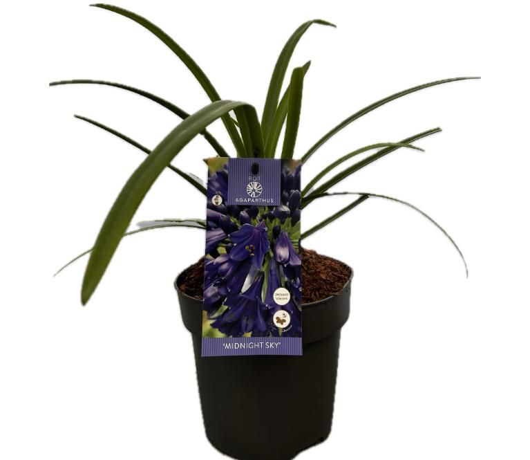 Agapanthus 'Midnight sky' P17 EVERGREEN, D 17