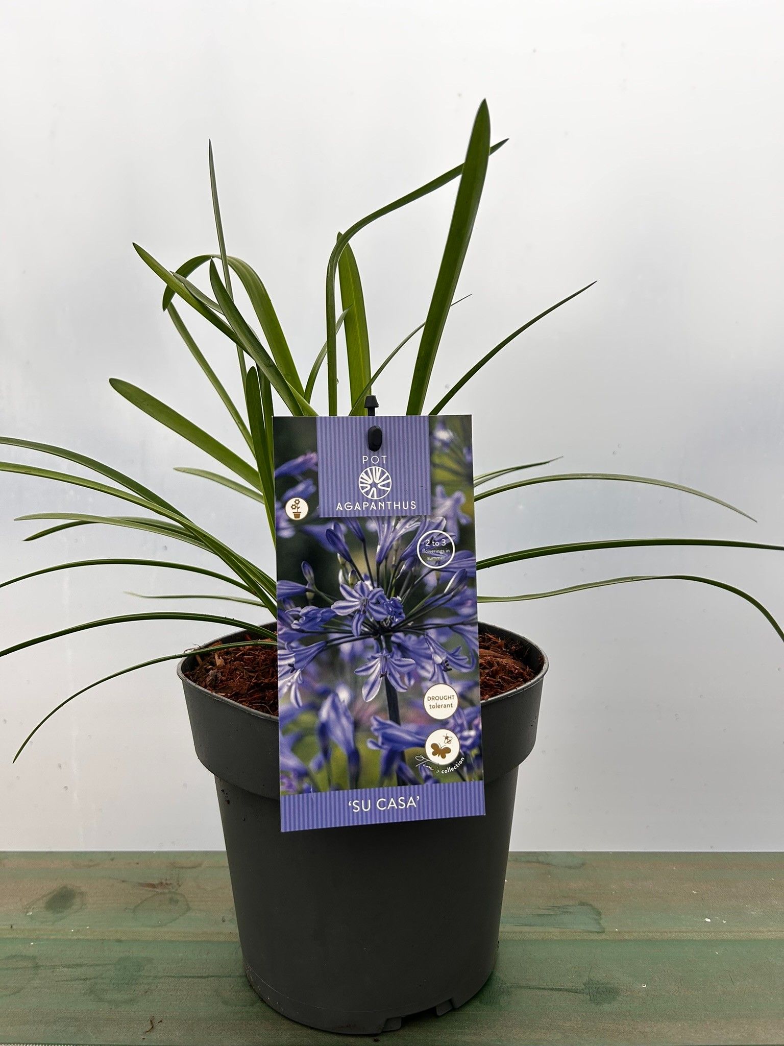 Agapanthus 'Su Casa' P17 EVERGREEN, D 17