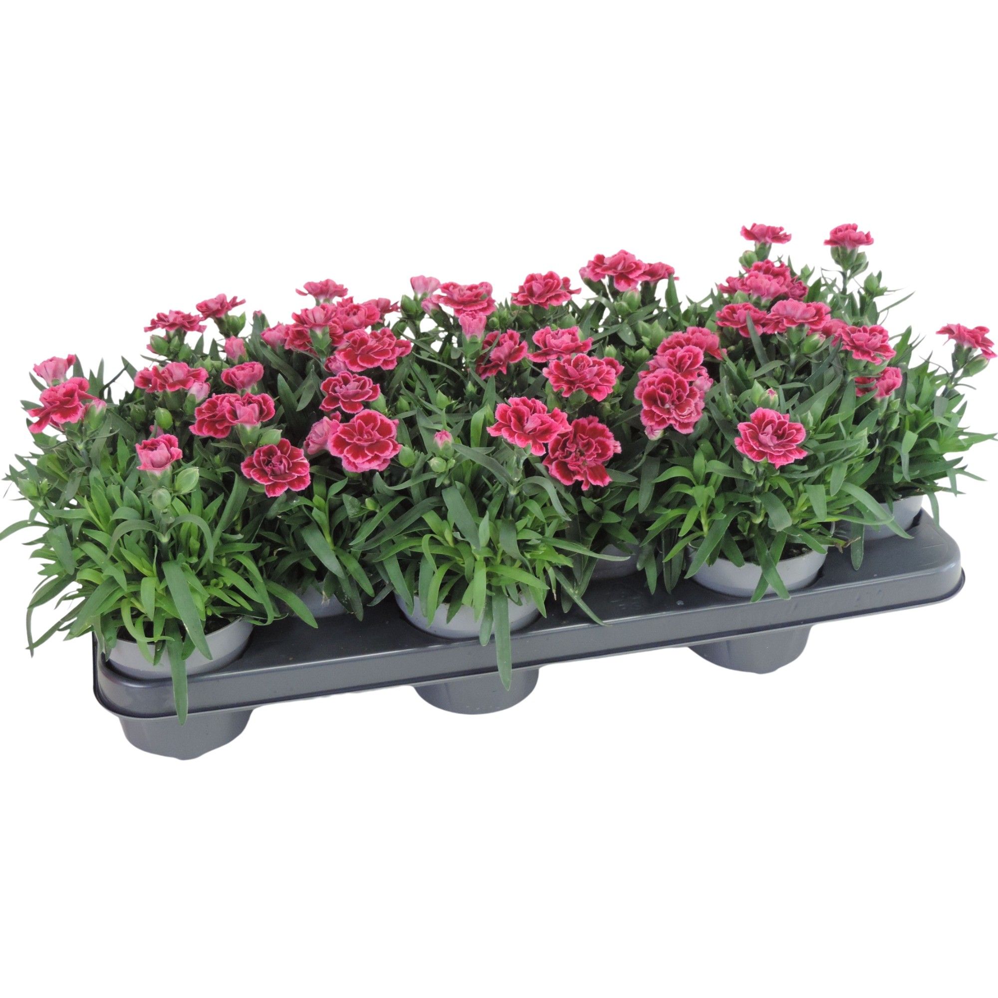 Dianthus Oscar Purple Wings 10.5 cm, D 10,5
