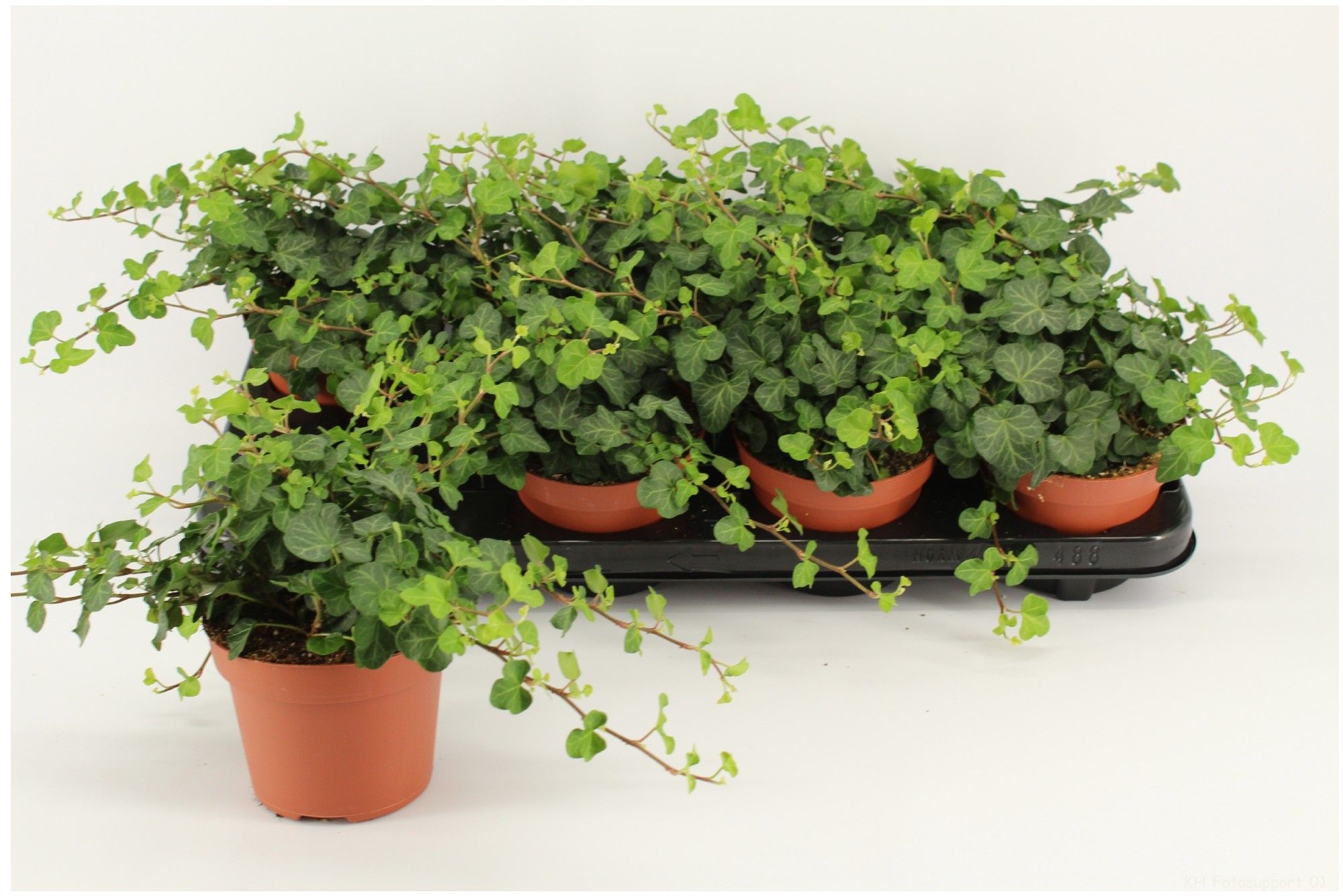 Hedera wonder 12 cm, D 12