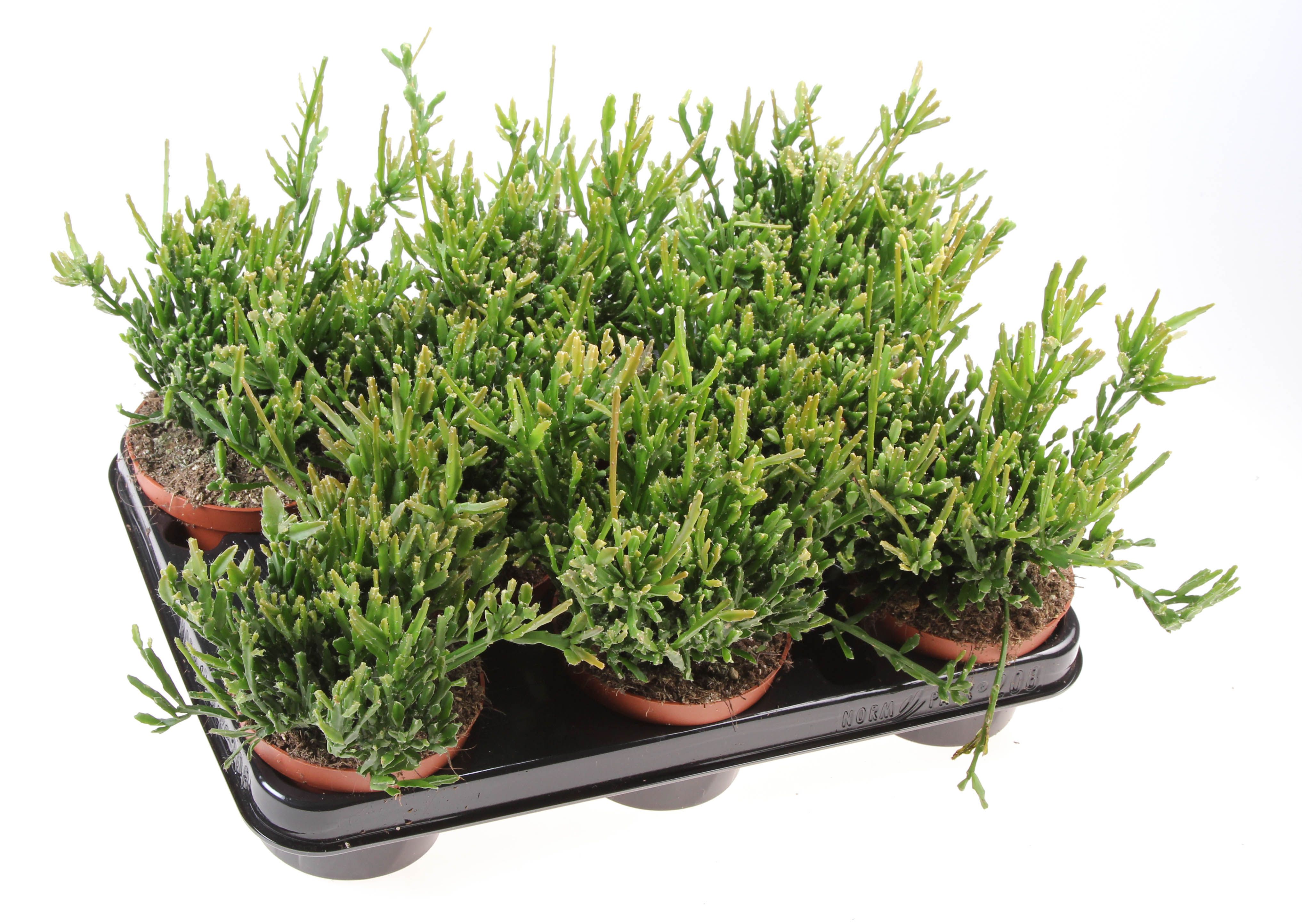 Rhipsalis Ewaldiana, D 10,5